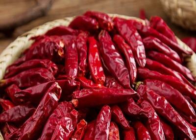 China Tianjin Tien Tsin Dried Red Chilli Peppers For Cooking Ingredient for sale