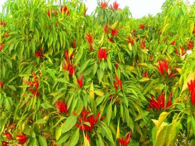China New Crop 4-7 Cm Asian Dried Chili Peppers Spicy Popular In Sichuan Restaurants for sale