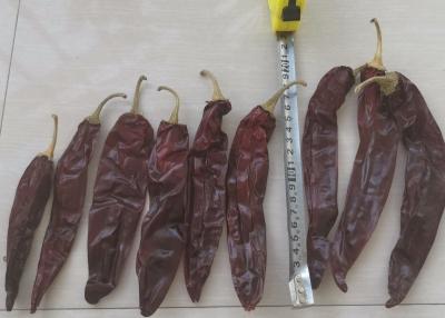 China Smooth And Leathery Dried Chile Guajillo Heb Without Stem For Soups for sale