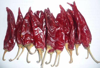 Китай Chiles Калифорния высушили размер Chili Guajillo большой скомплектованный красным рук естественное продается