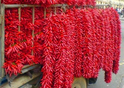 China 20000SHU Dried Chinese Chilis Vacuume Packing Spicy Chaotian / Tianjin Chilli for sale