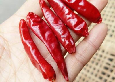 Cina 10% di umidità Cialde intere di peperoncino Sichuan essiccate senza stelo in confezione da 10 kg in vendita