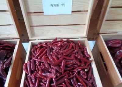 China O chinês Stemless Chaotian Szechuan secou as pimentas vermelhas SHU alto à venda