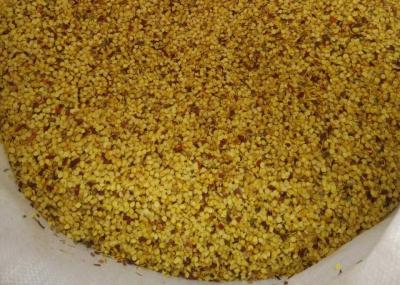 China SHU5000-15000 Semillas de chile híbridas Tianjin o Yidu secas para especias en polvo en venta