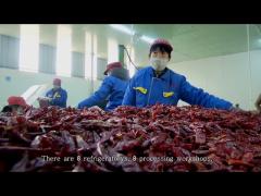 Neihuang Xinglong Agricultural Products Co., Ltd.----Dry chili factory introduction