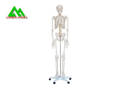 China Lebensgroßes medizinisches anatomisches menschliches Skeleton Modell 97 x 45,5 x 28cm zu verkaufen