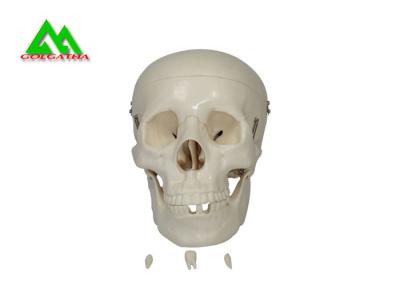 China Modelos de enseñanza médicos plásticos cráneo humano anatómico para estudiar la anatomía en venta