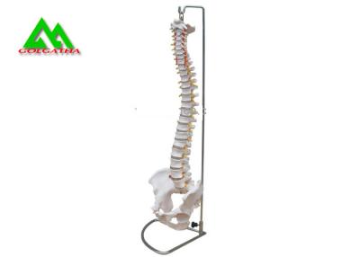 China Modelos de enseñanza médicos del modelo anatómico humano de la espina dorsal para los estudiantes de tamaño natural en venta