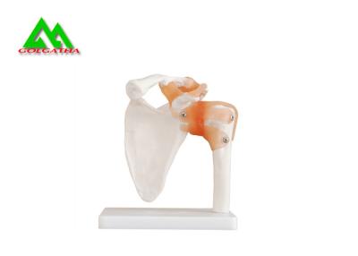 China Human Joint Model For Medical Teaching 11cmx4cm Corrosion Resistance for sale