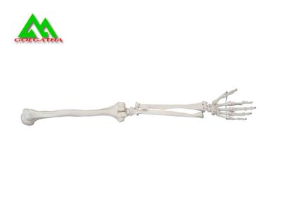 China Arm And Leg Bone Medical Teaching Models Water Resistant Lightweight for sale