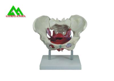 China Modelos de enseñanza médicos del modelo de la pelvis de la hembra adulta material de tamaño natural del PVC en venta