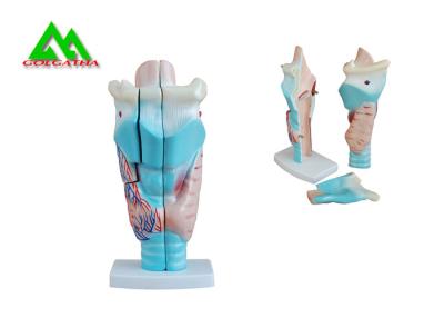 China Modelos de enseñanza médicos anatómicos humanos modelo plástico del oido interno en venta