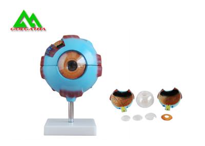 China Medizinisches anatomisches Modell des Augen-3D, menschliches Augapfel-Anatomie-Modell zu verkaufen