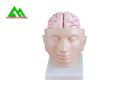 China Human Head Section Medical Teaching Models Eco Friendly Allergy Free for sale