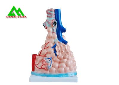 Cina L'insegnamento medico professionale modella il modello umano del polmone 3D dimensione naturale in vendita