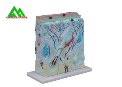 China Customized Handheld Skin Section Embryology Models For Facilitate Teaching for sale