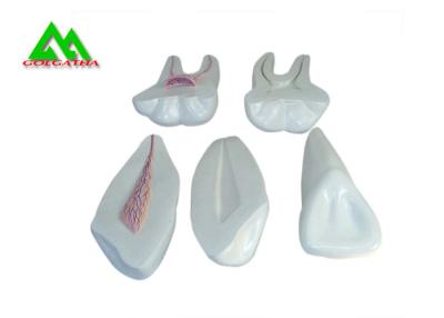 China Modelo macio plástico dos dentes da goma do PVC, modelos dentais para o ISO de ensino do CE à venda