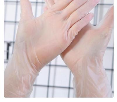 China Isolate Dirty Vinyl Powder Free Gloves 24CM Vinyl Food Service Gloves for sale