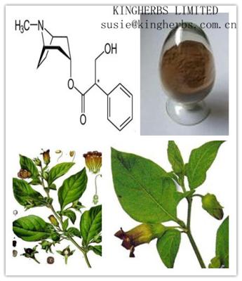 China China Belladonna Liquid Extract:Hyoscyamine1.5%,Hyoscyamine 1.5%~2.5%,light brown for sale