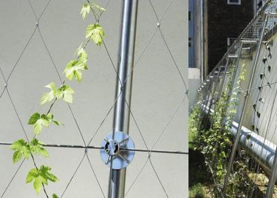 Chine Maille de câble d'acier inoxydable en tant que fabrication s'élevante extérieure architecturale de mur de plante verte à vendre