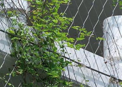 中国 AISI316 2.5mm Steel Wire Netting For Climbing Plants Corrosion Proof 販売のため