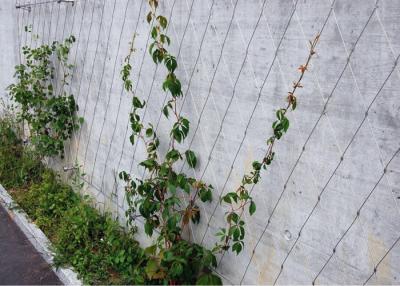 Chine Le treillis qui respecte l'environnement de mur de fil de jardin bagué/a noué anti- la maille corrosive à vendre