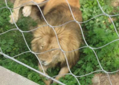 Китай Сеть ячеистой сети зоопарка АИСИ316Л мягкая, Феррулед/завязала загородку ячеистой сети для животных продается
