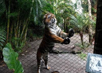 China Tamaño modificado para requisitos particulares red flexible de la malla de alambre del parque zoológico de Inox Kotted para el tigre en venta