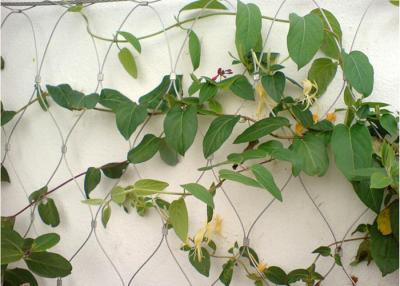 中国 建物表面ワイヤー ロープの植物の格子垣、ステンレス鋼の適用範囲が広い金網の格子垣 販売のため