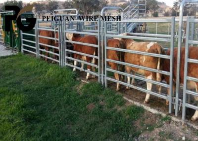 China 1.6m Cattle Yard Panel , White Livestock Metal Fence Panels for sale