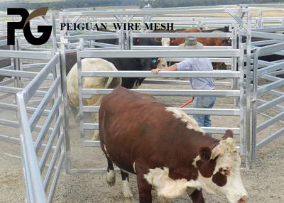 Chine Le PVC a enduit les bétail en acier d'animaux que le yard lambrisse le tube rond soudé à vendre