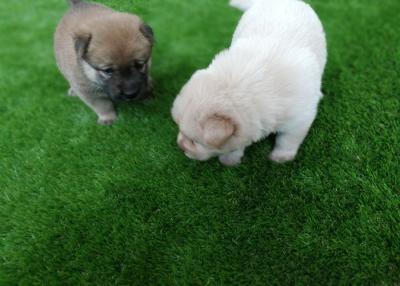 China High Density Commercial Outdoor Grass Carpet Pet Friendly Anti Bacterial for sale