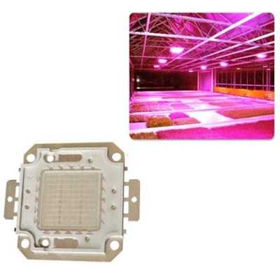 China Czinelight Cob Led Full Spectrum Square Led Cob Chip 34v Cob Led Epistar Chip High Power 100w Cob Led Chip for sale