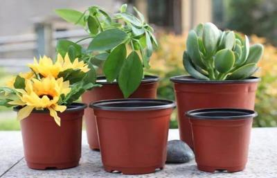 China Nursery Plastic Horticultural Plant Pots Thermal Formed For Flower Seedling for sale