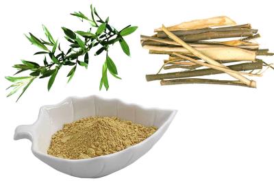 China White Willow Bark Extract standardized to 25% Salicin for sale
