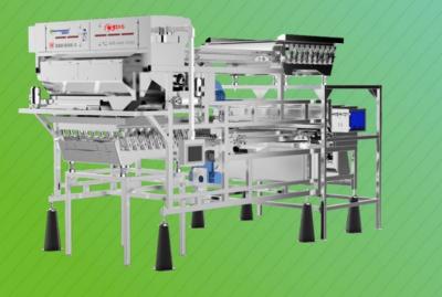 China Belt Type Vegetable Sorting Machine Double Layer 2765kg 0.6 T/H 8.75kw for sale