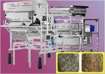 China Cumin Spices Color Sorter Belt type 220V 50Hz with SMC Filter for sale