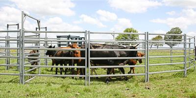 China 1.8M x 2.1M Heavy Duty Portable Cattle Yard Panel 5 Oval Bars 2.5mm Thick MEL for sale