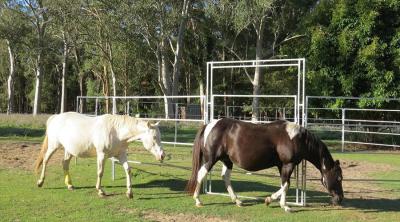 China 20 Panel Horse Yard Panels For Sale Inc Gate, Round Cattle Fences, Corral 14m Diameter for sale