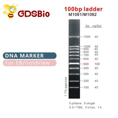 China 100bp Ladder DNA Marker M1061 (50μg)/M1062 (50μg×5) for sale