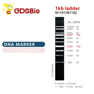China 1kb Ladder 1000bp DNA Marker Ladder Gel Electrophoresis for sale
