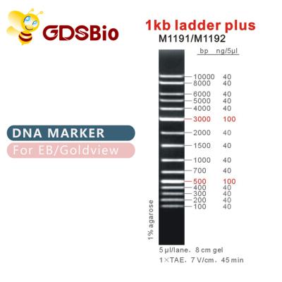 China 1kb Ladder Plus 1000bp DNA Marker M1191 (50μg)/M1192 (5×50μg) for sale