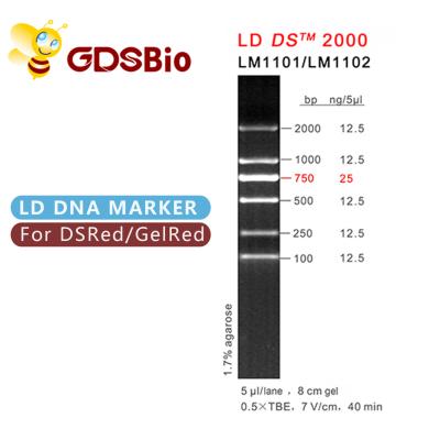 China High Purity Reagents LD DS 2000 DNA Marker Gel Electrophoresis 60 Preps for sale