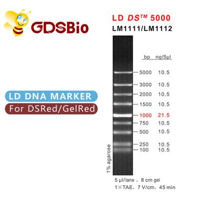 中国 GDSBio LD DS 5000 DNAのマーカーの電気泳動の青い出現 販売のため