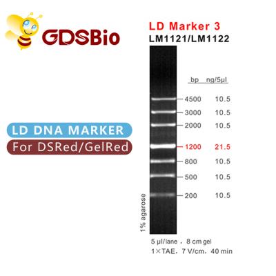 China LD Marker 3 DNA Ladder Electrophoresis 60 Preps High Purity Reagents for sale