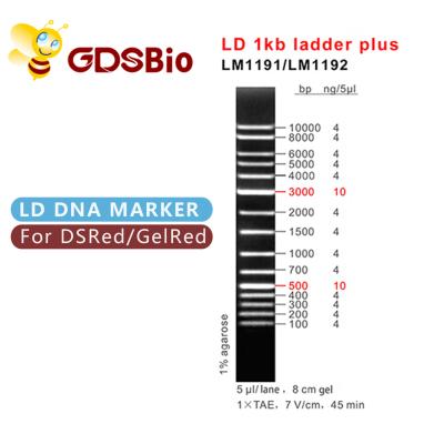 Chine électrophorèse de marqueur d'ADN 1000bp, électrophorèse de gel 1 échelle d'ADN de Kb à vendre