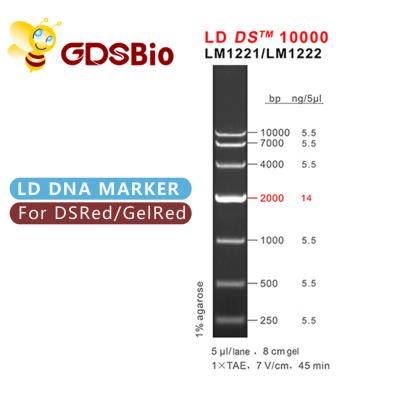 China 10000bp 10kb DNA Ladder Electrophoresis High Purity Reagents for sale