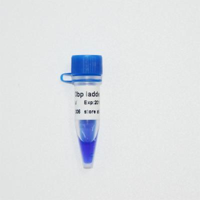 China 10bp DNA Ladder Gel Electrophoresis High Purity Reagents for sale