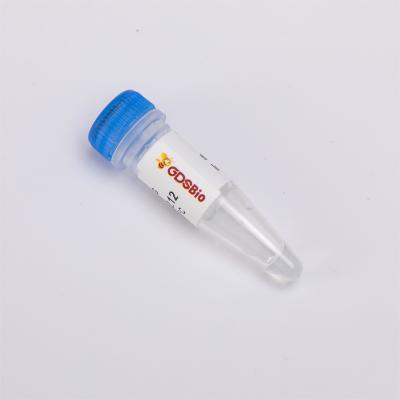 China Bsu DNA Polymerase (Large Fragment) #P1131 en venta