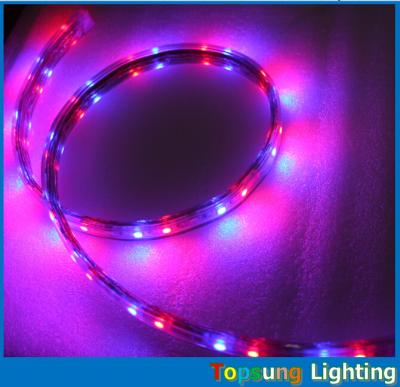 China Hot sale 5050 smd 60LED/m blue strip flexible led ribbon 110V AC LED strip for sale